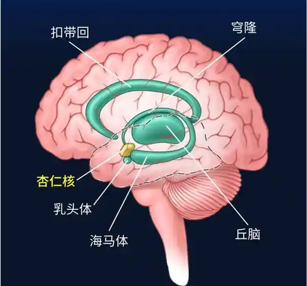 无畏者SM：40年科学谜团揭开