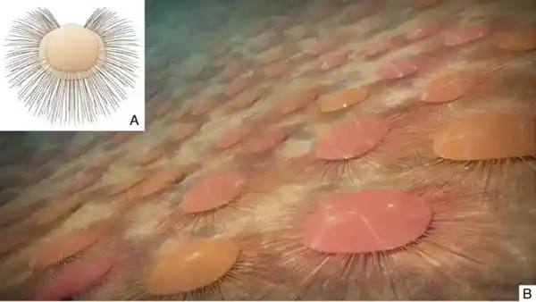 4.36亿年前的社交达人:远古生物靠刚毛保持距离