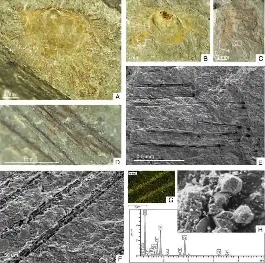 4.36亿年前的社交达人:远古生物靠刚毛保持距离