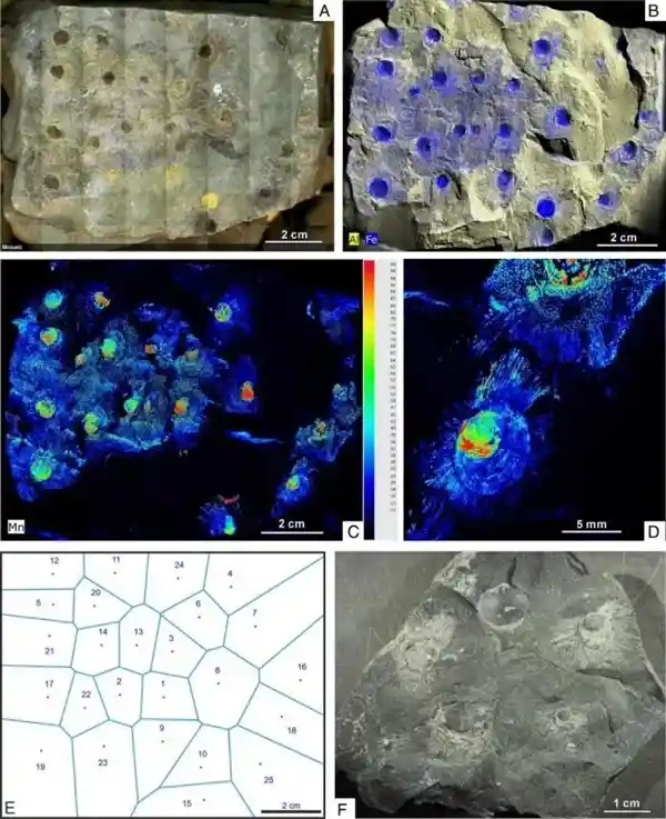 4.36亿年前的社交达人:远古生物靠刚毛保持距离