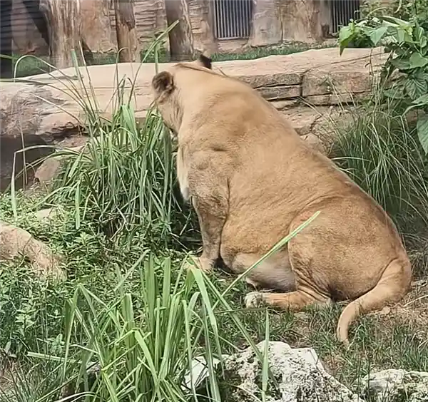 成都动物园狮子胖成毛球？园方回应：减肥一年多，狮生太难！