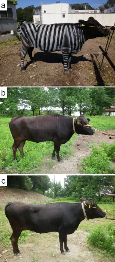 给母乳加蒜香？给牛刷斑马线？2025搞笑诺贝尔奖荒诞背后藏着什么秘密？