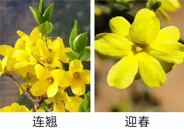 早春花语：为何初绽的花朵多是金黄？