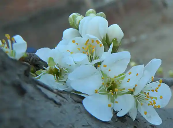 早春花语:为何初绽的花朵多是金黄?