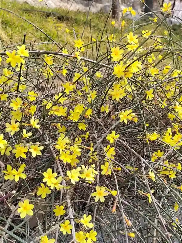 早春花语:为何初绽的花朵多是金黄?